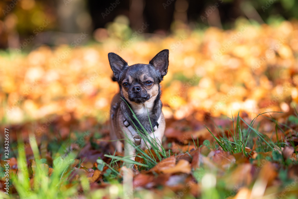 Fototapeta premium Chihuahua beim Gassi gehen im Herbst