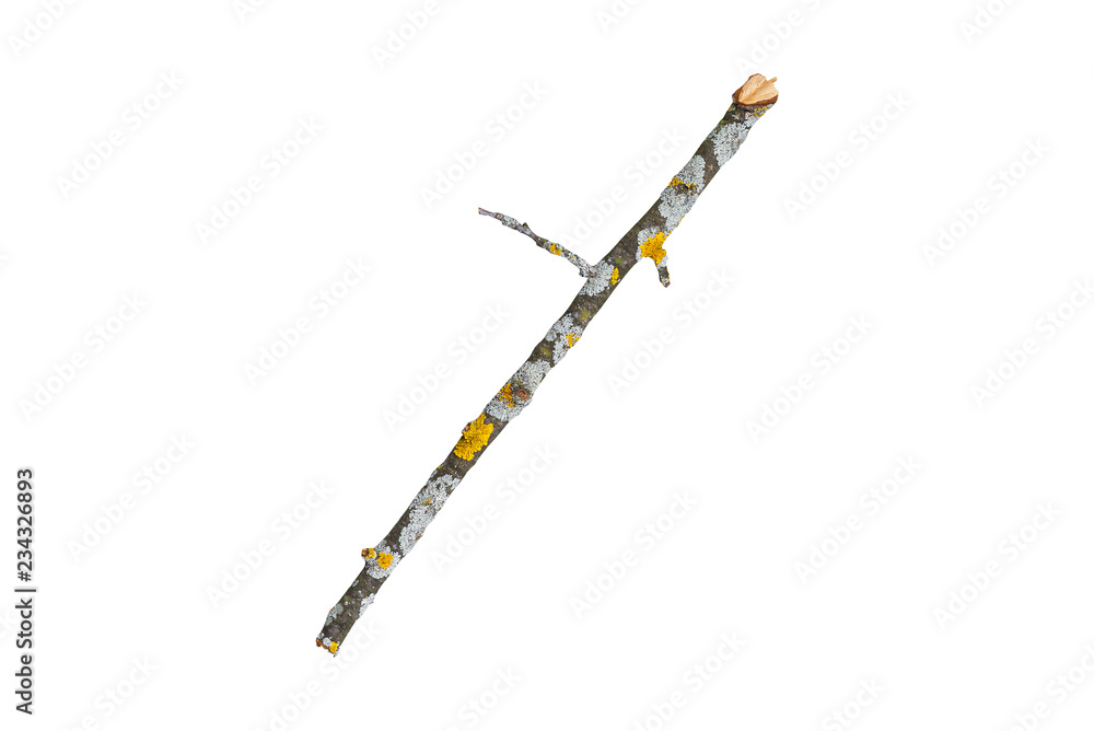 wooden stick/ Dry wooden stick from the forest with a mold on the bark isolated on white background wooden stick/ Dry wooden stick from the forest with a mold on the bark isolated on white background