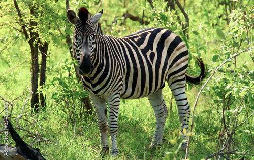Zebra in der Wildnis