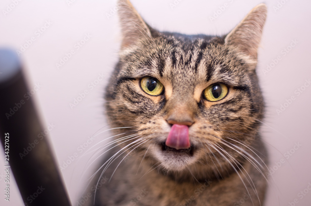 Cat licking his nose with a tongue