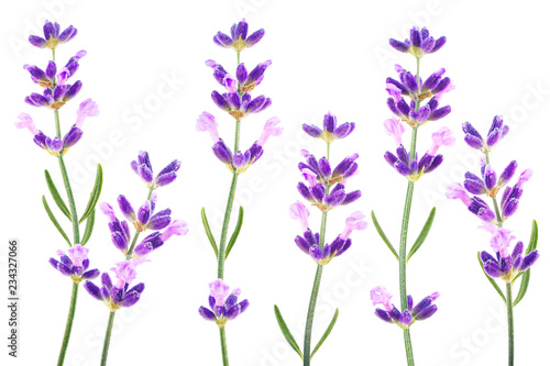 Lavender herb isolated on white background
