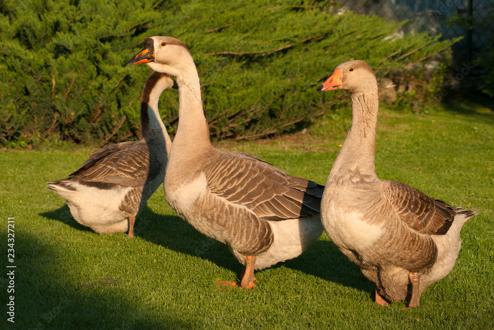 Domestic geese on a walk through the meadow Domestic geese on a walk through the meadow