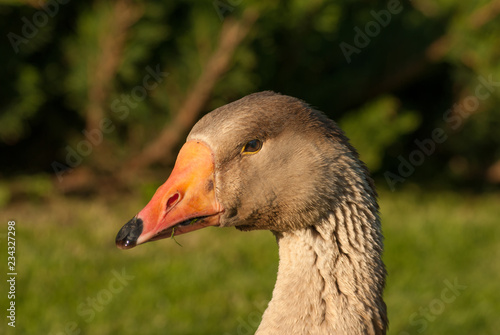 Portrait of grey colored greylag goose, Anser anser, with orange beak, detail of head, black eye, feathers, blurry background, another goose behind photo