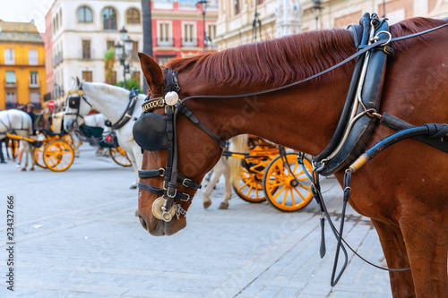 Fototapeta Naklejka Na Ścianę i Meble -  draft horse of traditional horse carriages in Seville, Spain