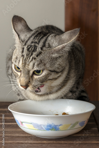 Simpatico gatto che mangia nella sua ciotola