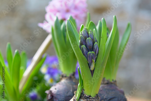 closeup on a bud of a hyacinth growing in a garden
