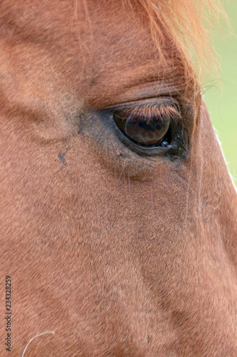 The Front Of A Horses Face © Kendal