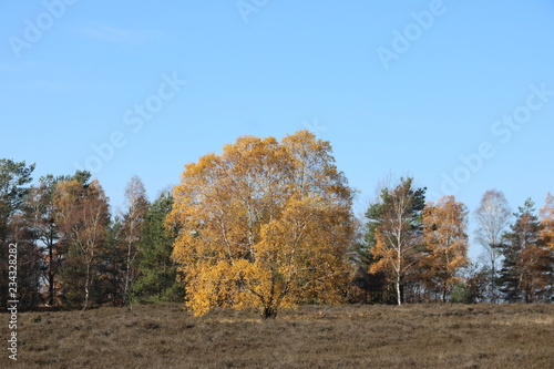 Lüneburger Heide im Herbst