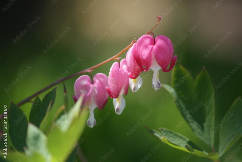 Beautiful bloom of pink flowers Beautiful bloom of pink flowers