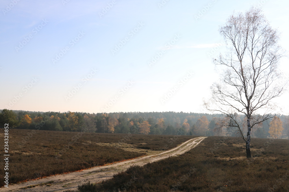 Weg in der Lüneburger Heide im Herbst mit Gegenlicht in Einsamkeit Weg in der Lüneburger Heide im Herbst mit Gegenlicht in Einsamkeit