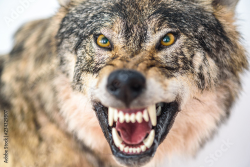 closeup portrait of a wolf © shymar27