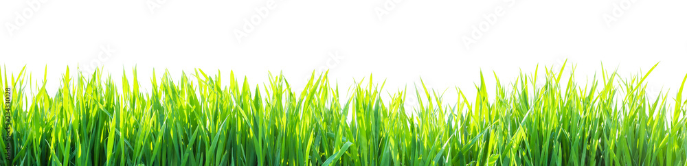 grass isolated on white background - obrazy, fototapety, plakaty 