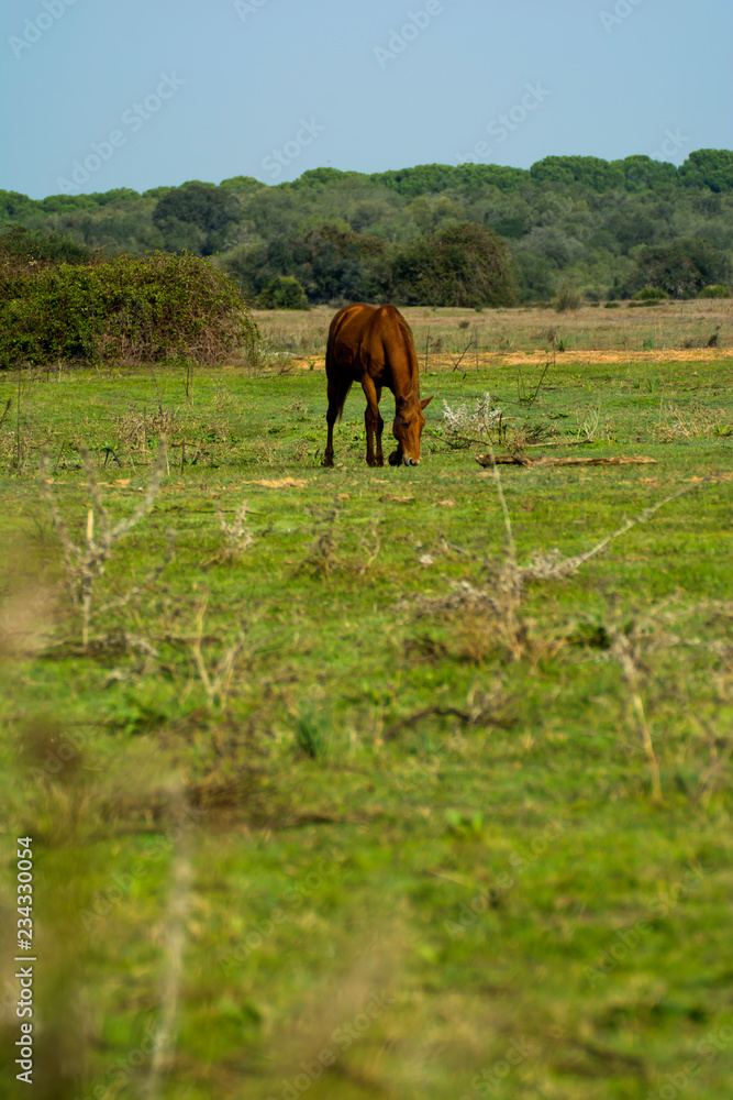 Lonely horse walking free and wild in the field Lonely horse walking free and wild in the field
