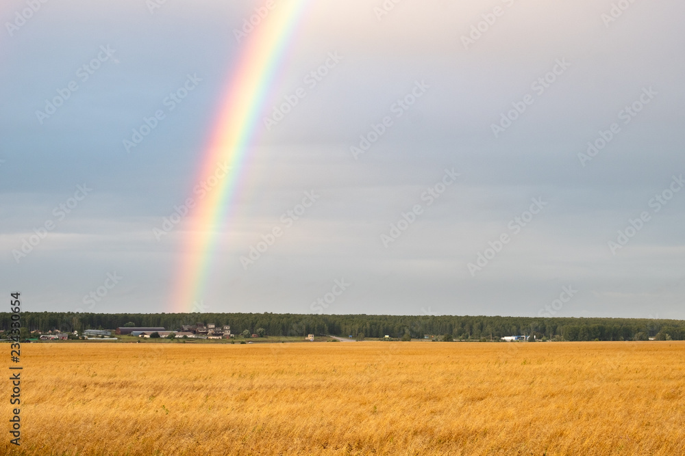 field with wheat and a strip of forest on the horizon, gray cloudy sky and part of the rainbow