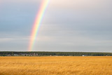 field with wheat and a strip of forest on the horizon, gray cloudy sky and part of the rainbow