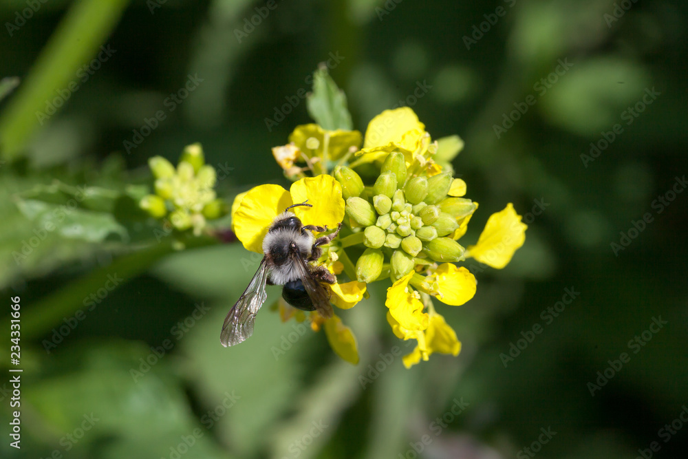 Abeille solitaire - Melitta nigricans sur une fleur de colza Abeille solitaire - Melitta nigricans sur une fleur de colza