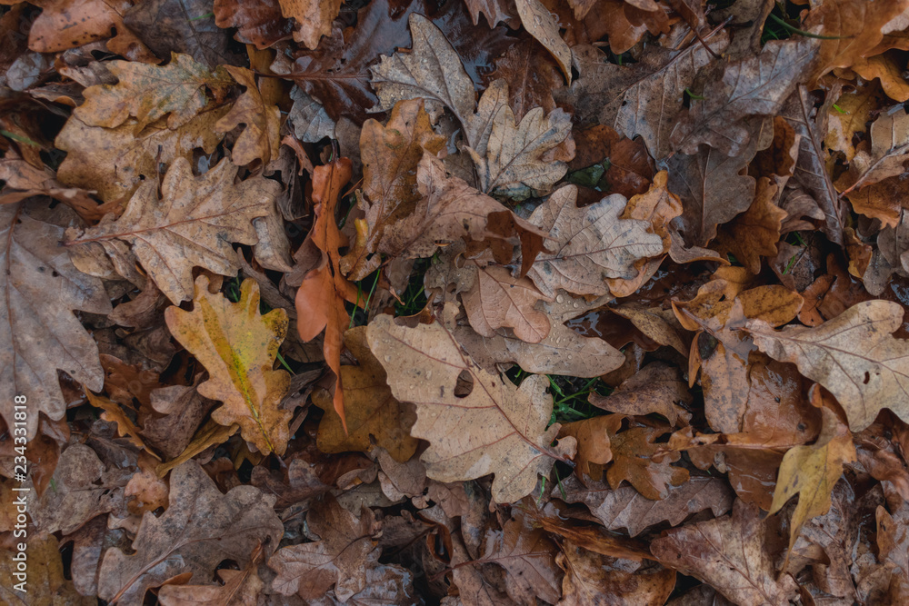 Autumn. Multicolored maple leaves lie on the grass. Autumn. Multicolored maple leaves lie on the grass.