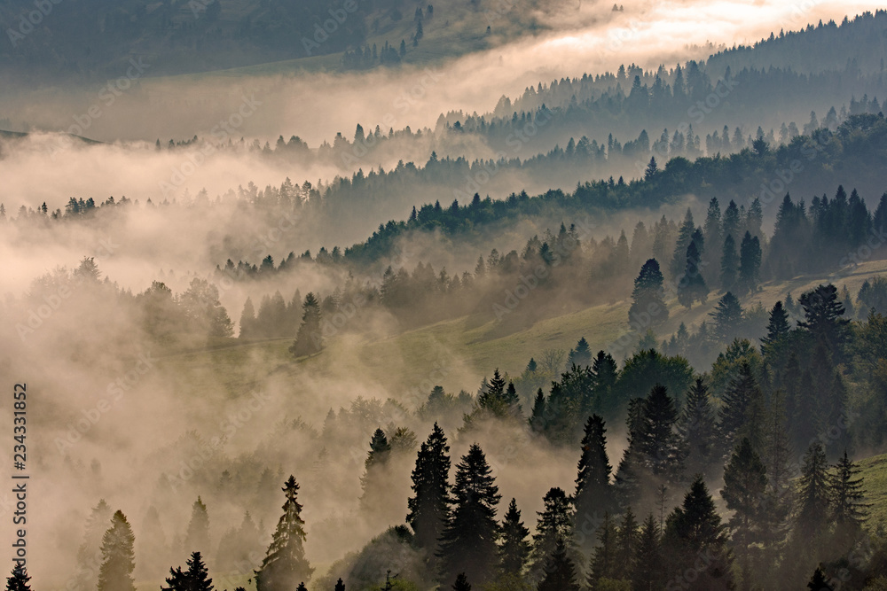 Fototapeta Las we mgle w górach