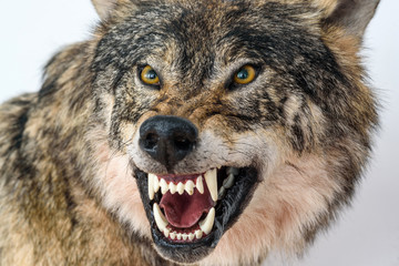 Wandcirkels Wolf Grommende wolf van dichtbij  © shymar27