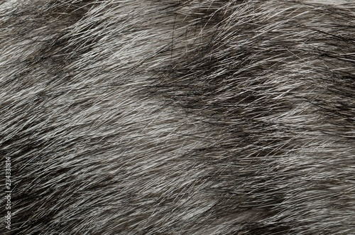 Pelliccia grigia con striature di un gatto domestico photo
