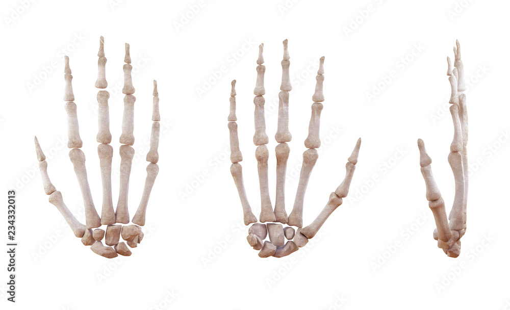 Human hand skeleton bones isolated on white, lateral and anterior projection. Educational medical illustration. 3D illustration