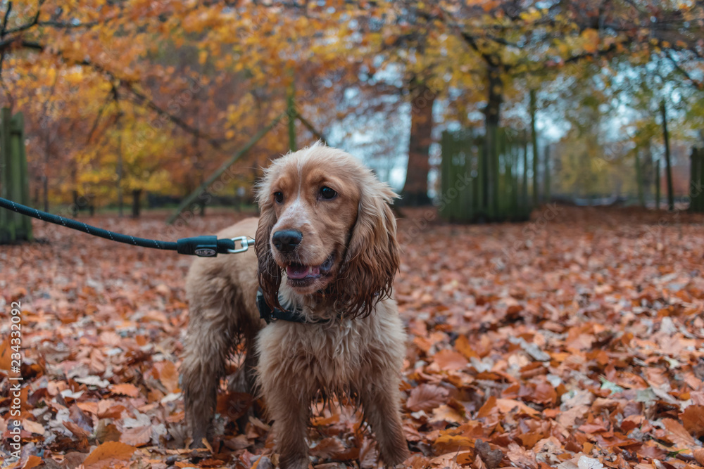 Beautiful Cute Golden Brown Cocker Spaniel Dog Puppy In Leaves Autumn