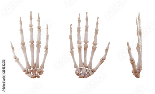 Human hand skeleton bones isolated on white, lateral and anterior projection. Educational medical illustration. 3D illustration photo