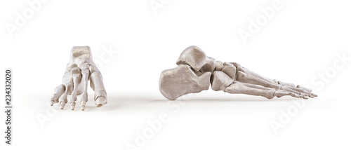 Human foot skeleton bones isolated photo