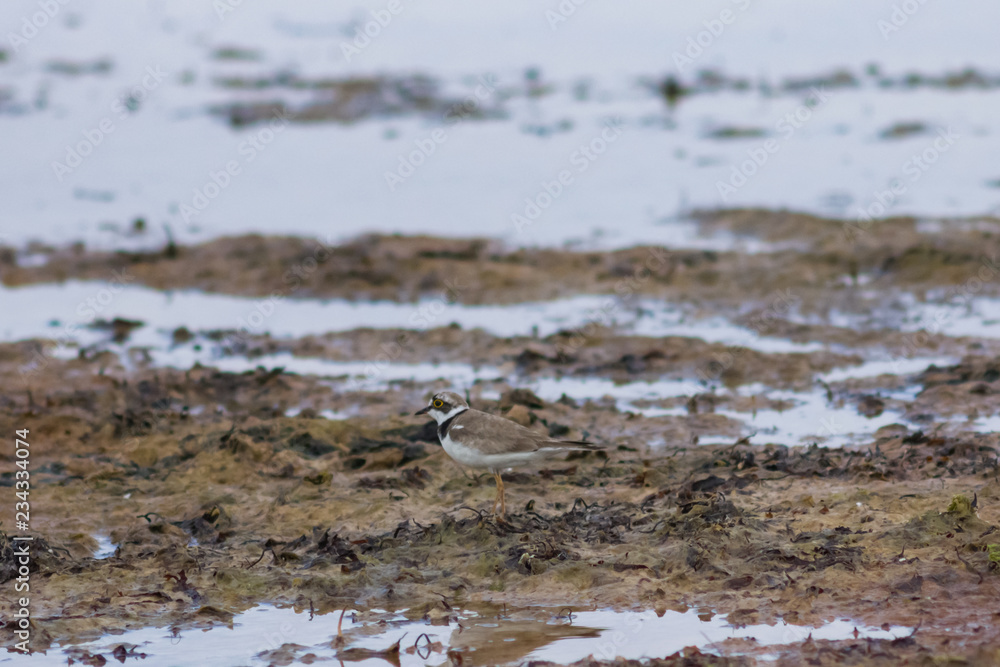 Smal shorebird little ringed plover or charadrius dubius close-up portrait at sea shoreline, selective focus, shallow DOF