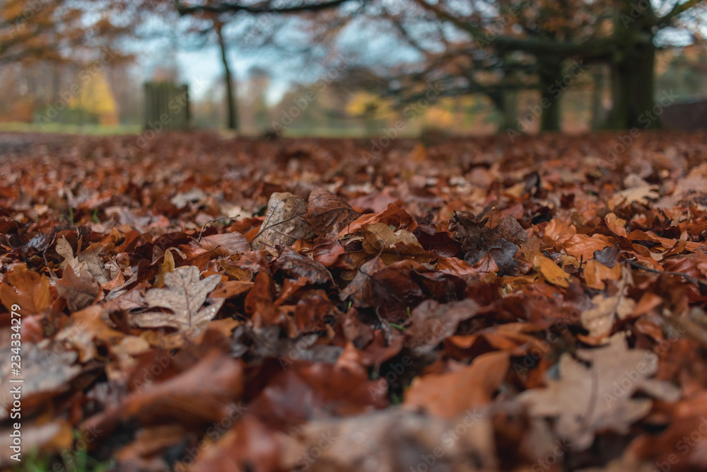 Autumn. Multicolored maple leaves lie on the grass.