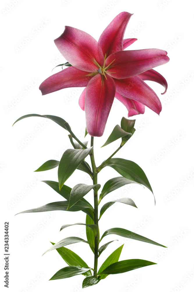 Branch dark red lily flower isolated on white background.