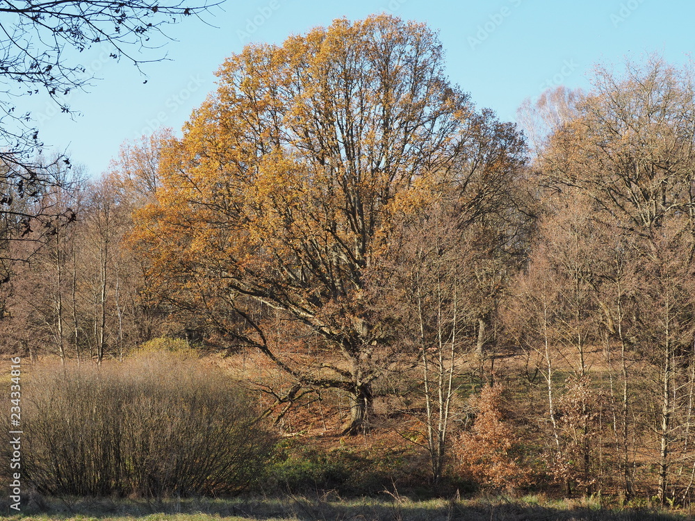 Herbst am  Furpacher Weiher bei Neunkirchen im Saarland
