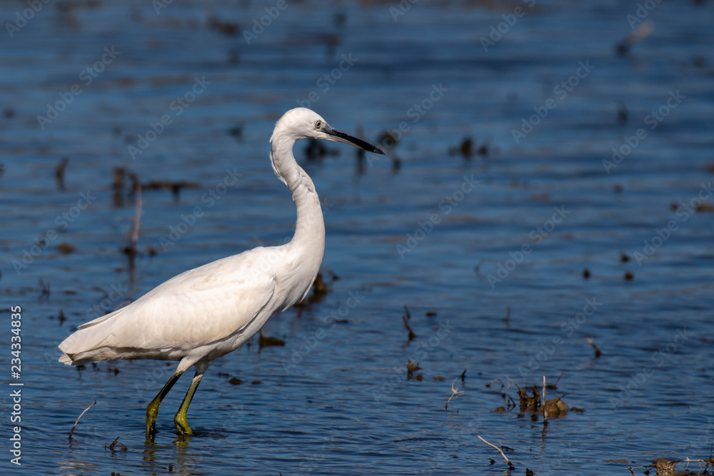 Egret on lake Egret on lake