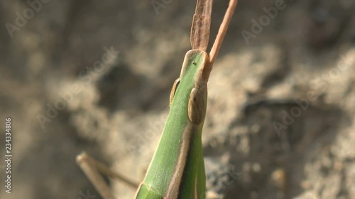 Leptysma marginicollis, the cattail toothpick grasshopper or slender locust, is grasshopper. It has very pointed head and flattened, sword-shaped antennae. It superficially resembles grasshoppers photo