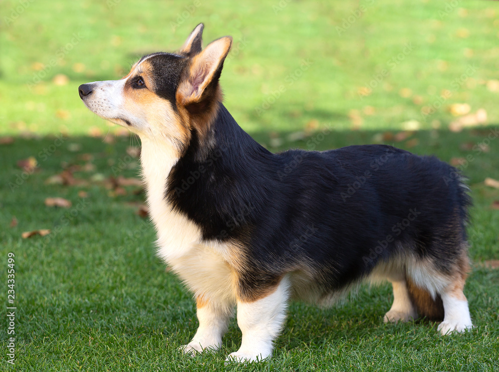 Tricolour Welsh-Corgi-Hündin im Alter von 8 Monaten auf der Wiese Tricolour Welsh-Corgi-Hündin im Alter von 8 Monaten auf der Wiese