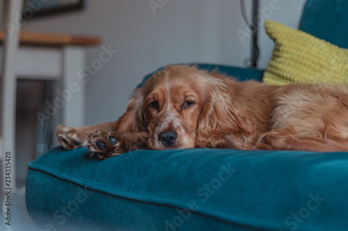 Golden Cocker Spaniel Dog Laying down © Sam Foster