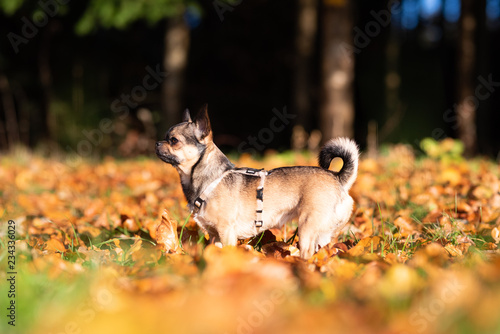 Fototapeta Naklejka Na Ścianę i Meble -  Chihuahua beim spielen auf der Wiese im Herbst