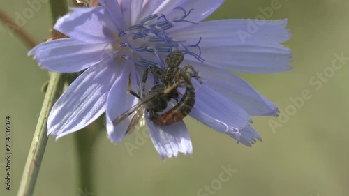 Gray Jumping spider family (Salticidae) attack Pompilid wasps (Ammophila sabulosa,red-banded sand wasp) on a blue flower swinging in wind. Insect macro 4k photo