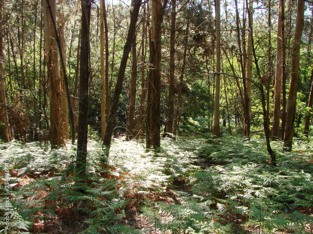 Obraz premium Landscape of lush vegetation on a warm spring day under the rays of the sun, which break through the thickness of branches of forest trees.