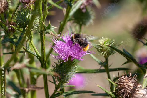 Abeille solitaire - Le bourdon des pierres photo