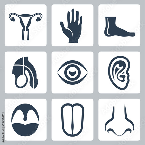 Vetor external organs and reproductive system icons set