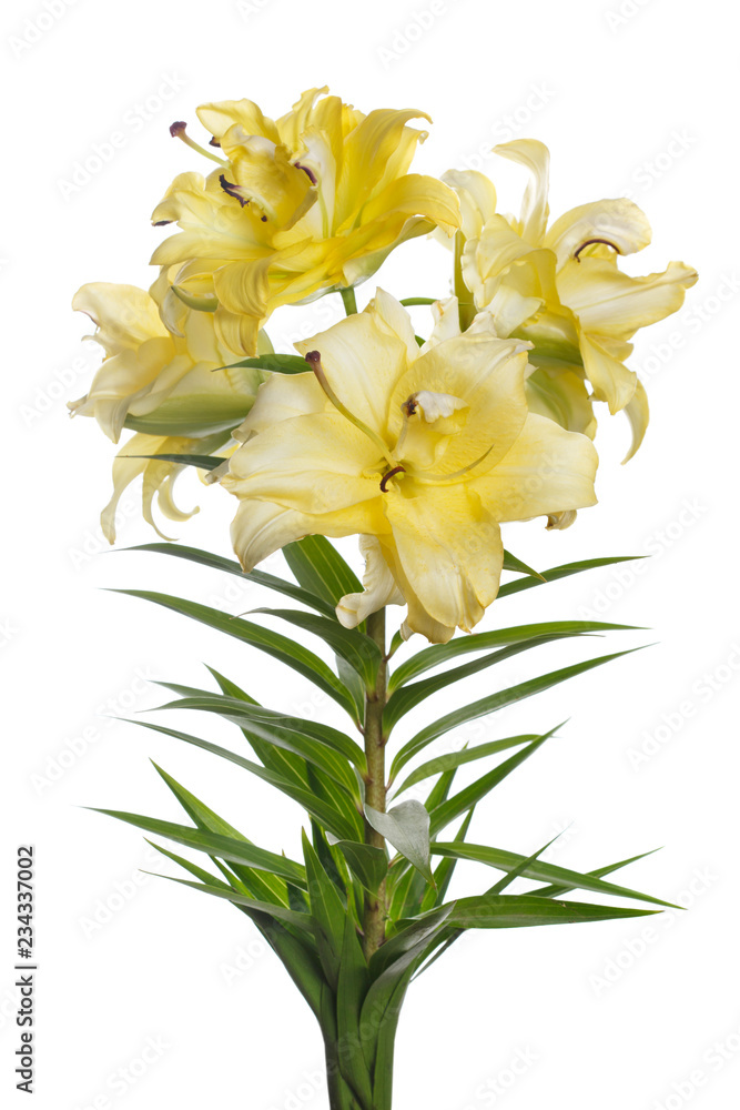 A branch of bright yellow lilies isolated on white background.