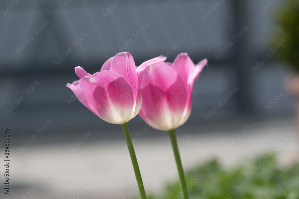 Obraz premium pink tulips in the garden