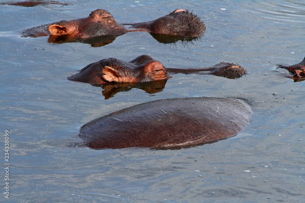 Fototapeta premium Sleeping Hippo Heads Closeup