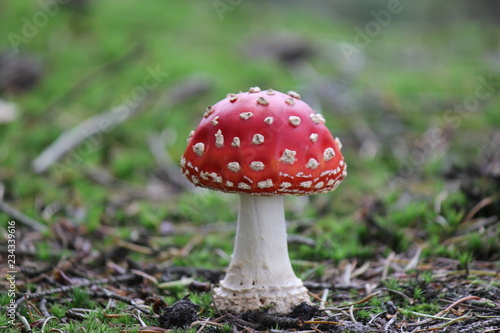 a little red fly agaric mushroom macro in the forest in fall