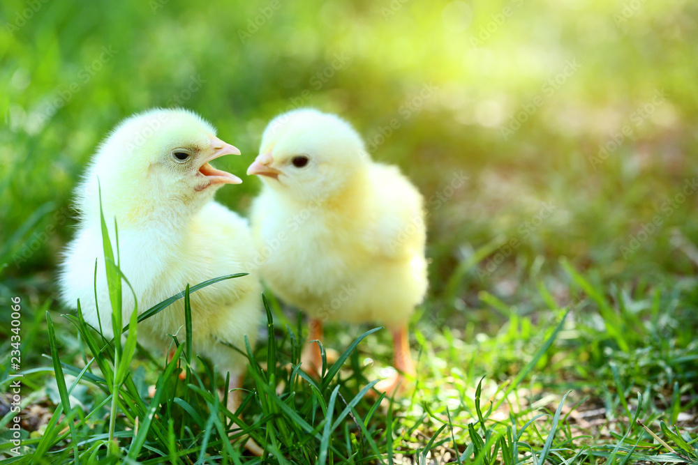 Little chicks on green grass in the park