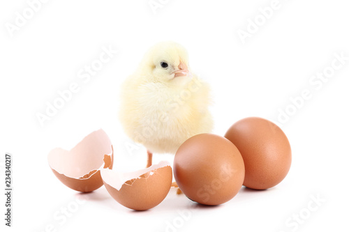 Little chick with eggs isolated on white background
