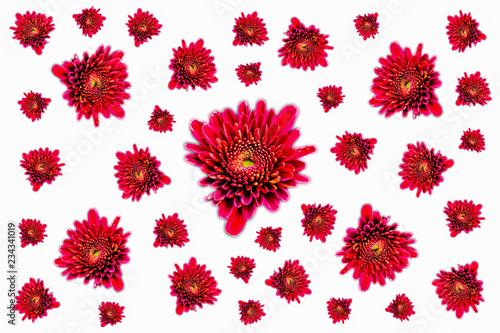 red mums flowers on white background © PT pictures