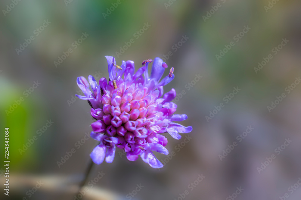 beautiful colorful flowers blossom on spring meadow beautiful colorful flowers blossom on spring meadow