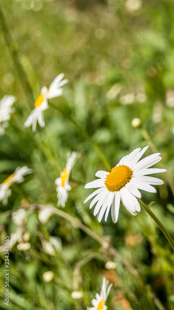 Smartphone HD wallpaper of beautiful flowers in summer